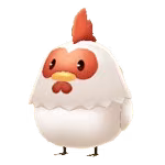 chicken male